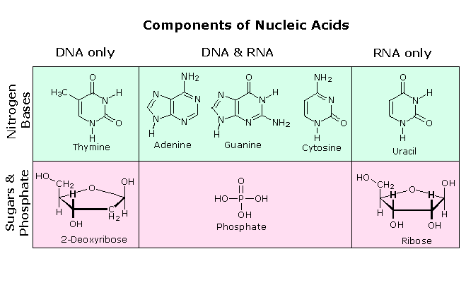 dna_rna1.gif